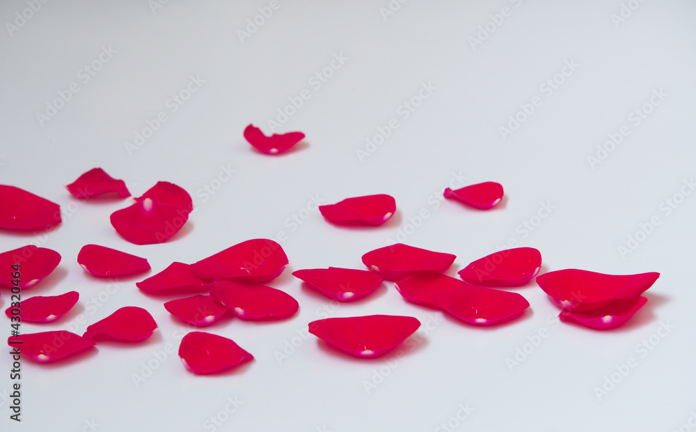 Pieces of bright red petals scattered on a white background