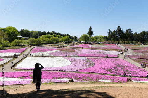 「芝桜の丘（羊山公園）」秩父 埼玉県