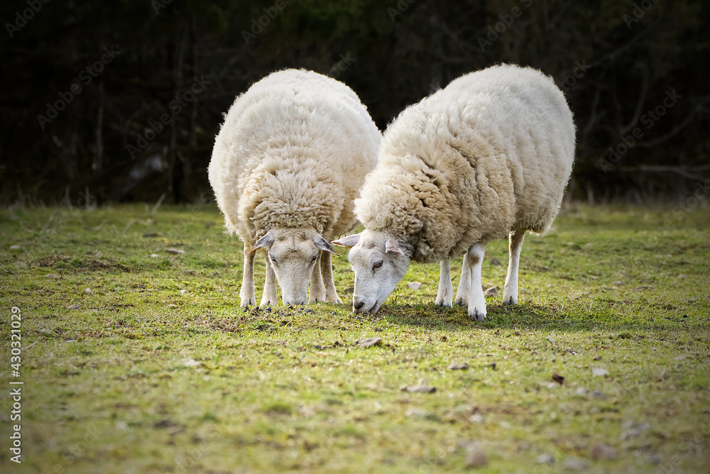 Sheep eating fresh grass. unshorn sheep in a spring field. Sheep looking to camera, Farming, free grazing concept, autumn field Sheep eating fresh grass. unshorn sheep in a spring field. Sheep looking to camera, Farming, free grazing concept, autumn field