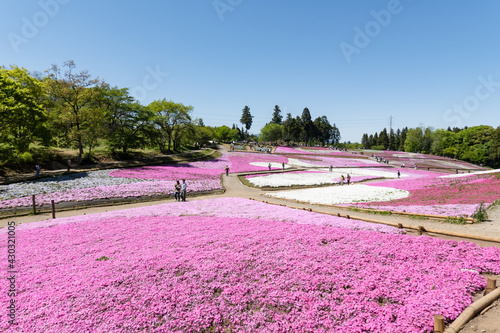 「芝桜の丘（羊山公園）」秩父 埼玉県