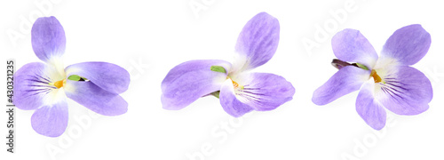 violets flowers. Blue Viola Odorata isolated on white background. clipping path