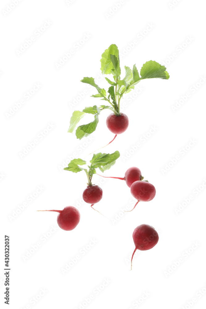 Fresh red radish isolated on white background Fresh red radish isolated on white background