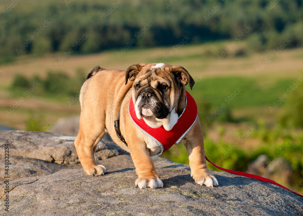 Funny brave safeguarding red white puppy of english bulldog standing on the stone  in the evening