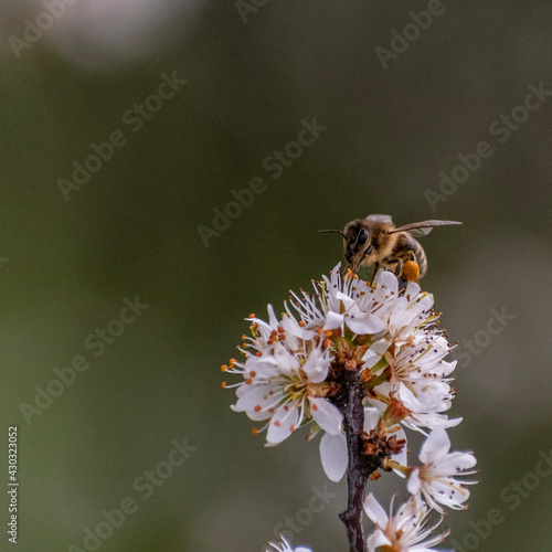 bee on a flower © KasiaGruszkavel