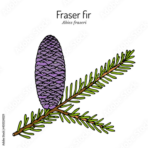 Fraser fir Abies fraseri , state Christmas tree of North Carolina