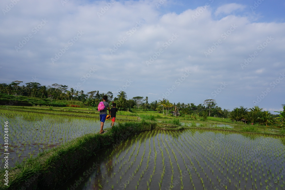 a boy is walking on the edge of the rice fields carrying a bag to pick up flowers