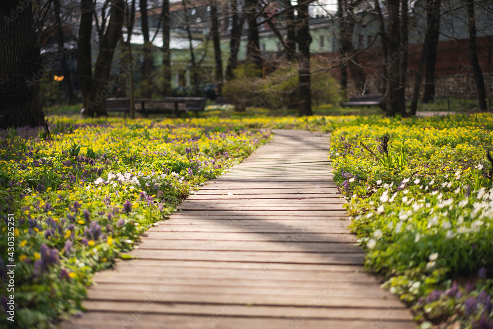 Wooden path in a green spring park, a place for walks Wooden path in a green spring park, a place for walks