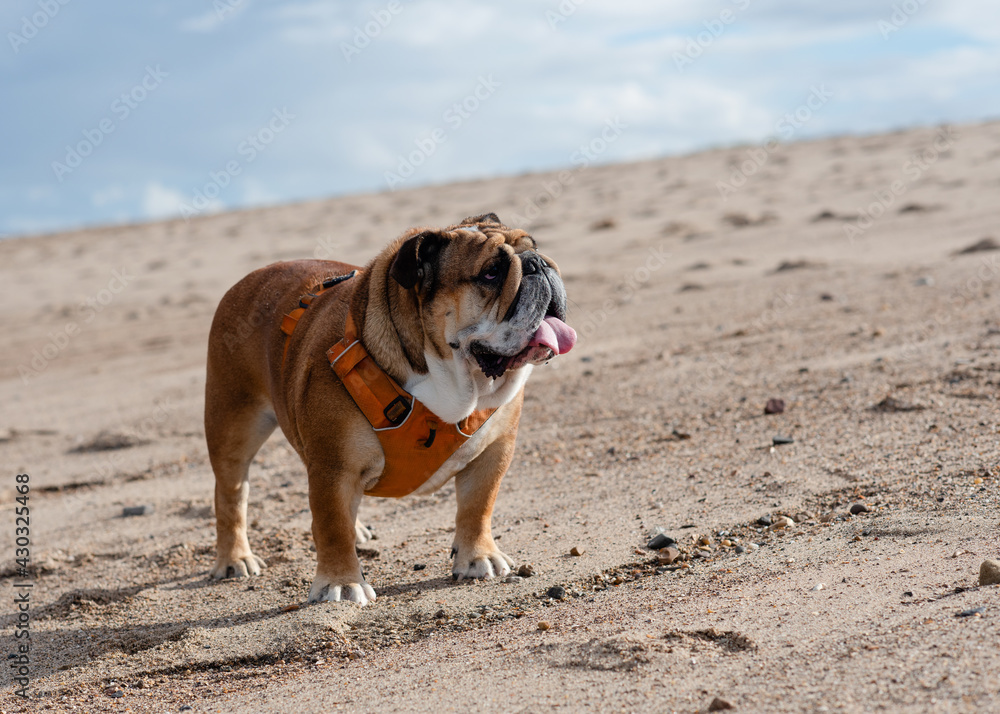 Red English British Bulldog in orange harness out for a walk in the seaside 	