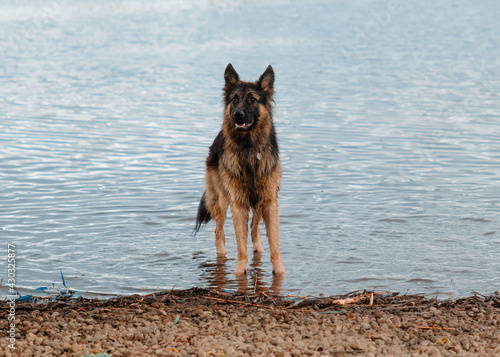 German shepherd on the lake shore on a cloudy day © Iryna