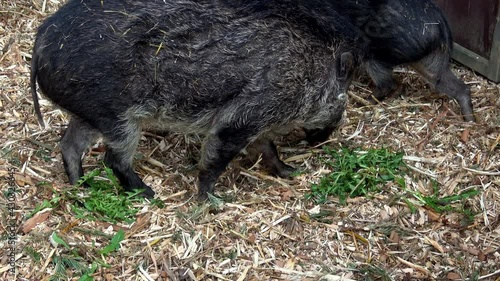 Portrait of a rare, Visayan warty pig, Sus cebifrons negrinus, which is threatened with extinction photo