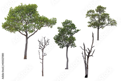 Mix green tree isolated on white background. This has clipping path.