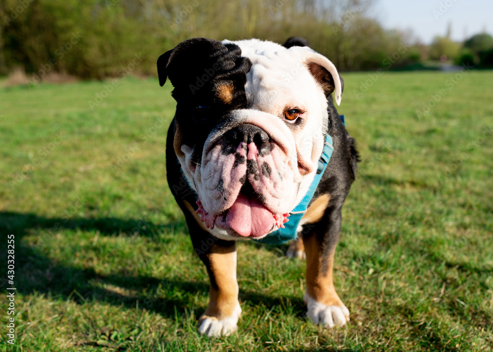 Black tri-color English Bulldog walking on the grass in the spring day	