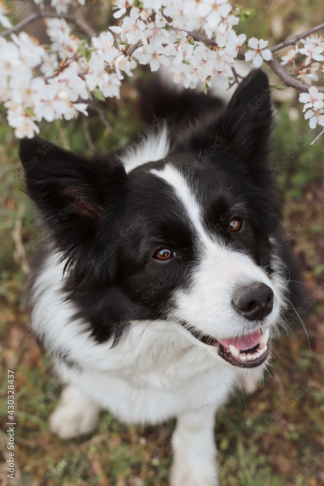 Top-Down Border Collie Smiles next to White Flowering Tree during Spring. Happy Black and White Dog during Springtime.