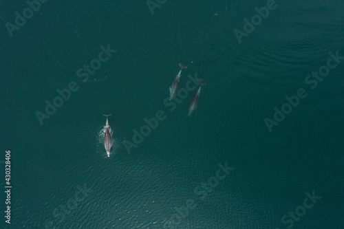 Delfines en libertad