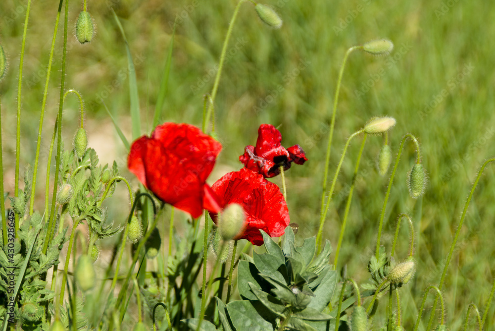 Fiori nel giardino e nel campo in primavera Fiori nel giardino e nel campo in primavera