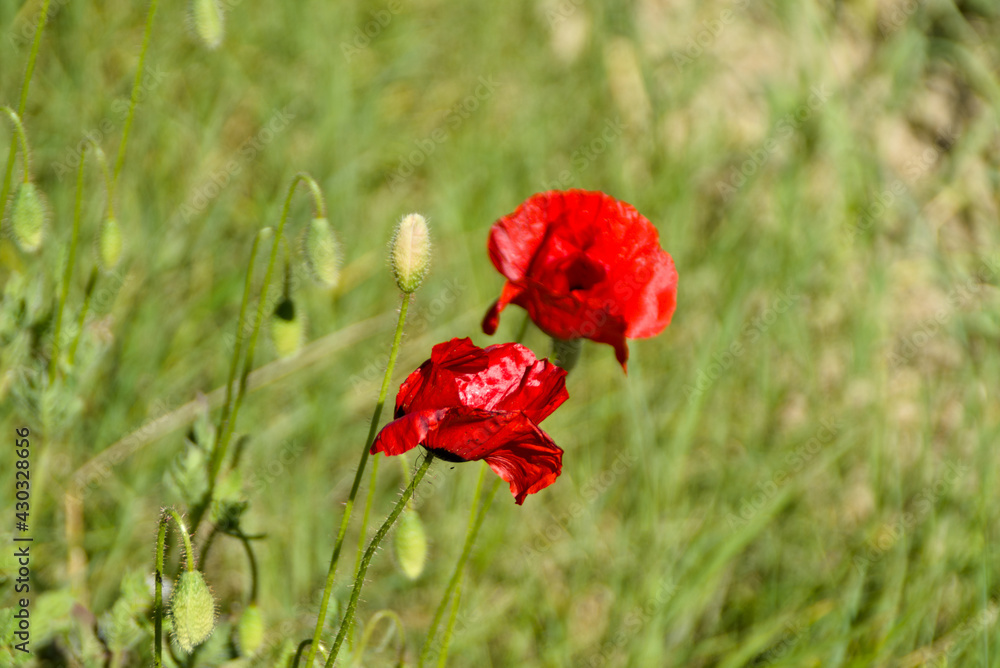 Obraz premium Fiori nel giardino e nel campo in primavera