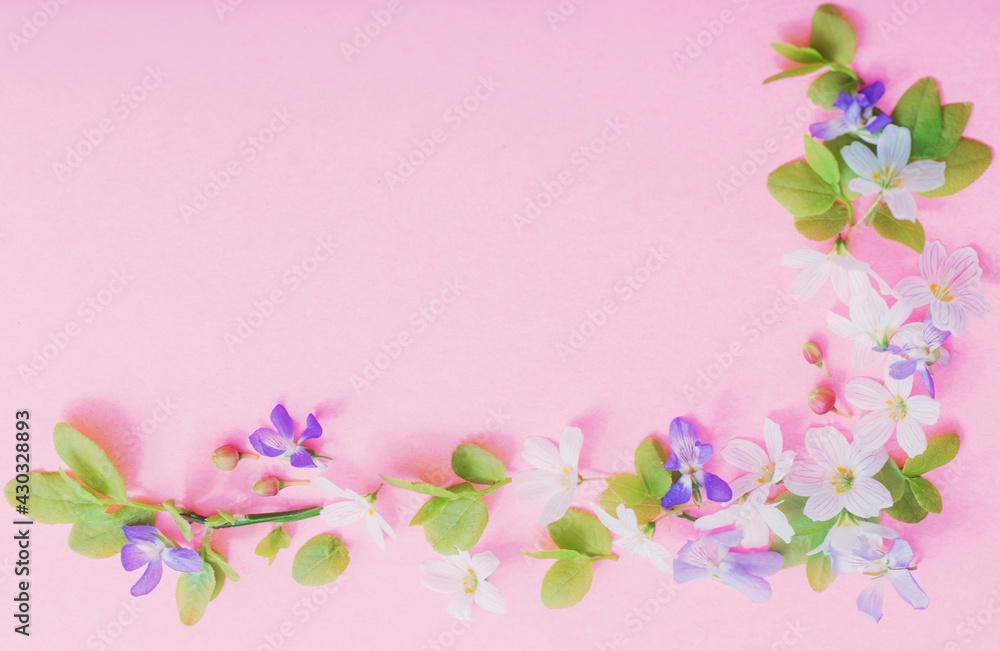 white  and blue  flowers on pink paper background