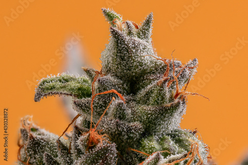 Close of Juicy Trichomes on this beautiful Cannabis Cola with an orange background. 