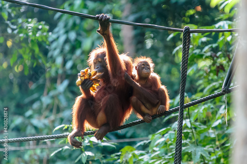 orangutans or pongo pygmaeus is the only asian great found on the island of Borneo and Sumatra photo