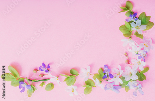 Fototapeta Naklejka Na Ścianę i Meble -  white  and blue  flowers on pink paper background