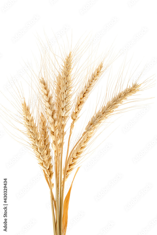 Sheaf of wheat ears on white background.