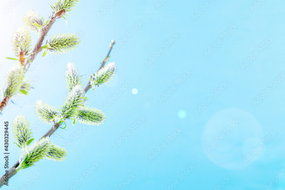 Spring background table. May flowers and April floral nature on blue. For banner, branches of blossoming cherry against background. Dreamy romantic image, landscape panorama, copy space. Spring background table. May flowers and April floral nature on blue. For banner, branches of blossoming cherry against background. Dreamy romantic image, landscape panorama, copy space.