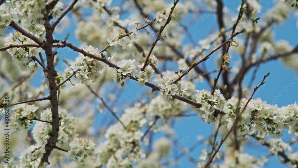 Blossoming plum tree flowers on a sunny spring day, 4k Blossoming plum tree flowers on a sunny spring day, 4k