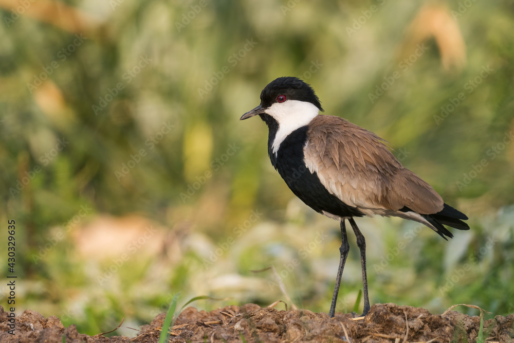 Obraz premium Spur-winged Plover - Vanellus spinosus, beautiful lapwing from African fresh water, fields and meadows, lake Ziway, Ethiopia.