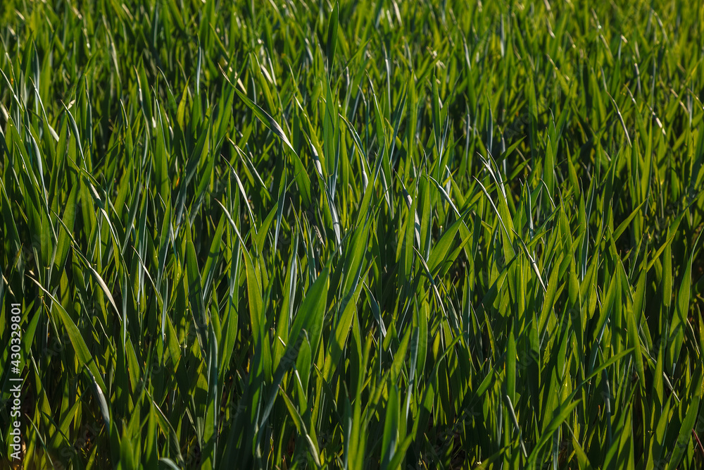 Green field with spring seedlings wheat, rye Green field with spring seedlings wheat, rye