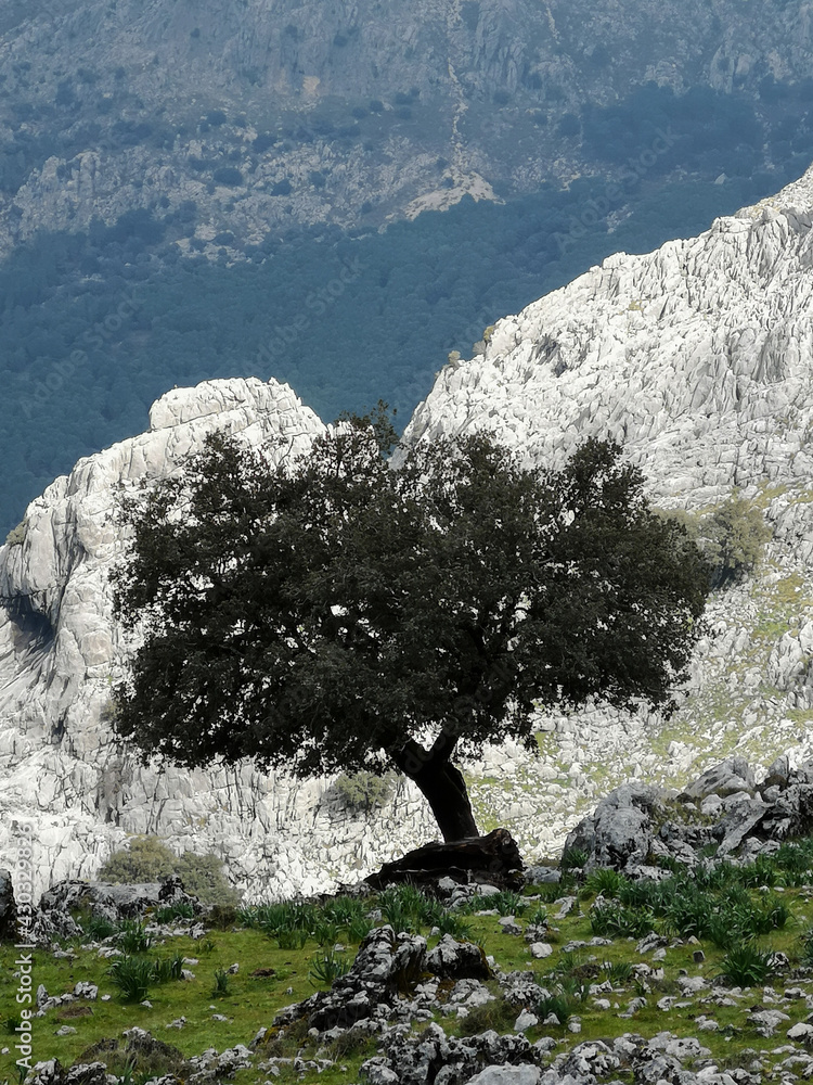 arbol
