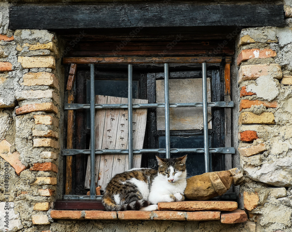 gato y ventana