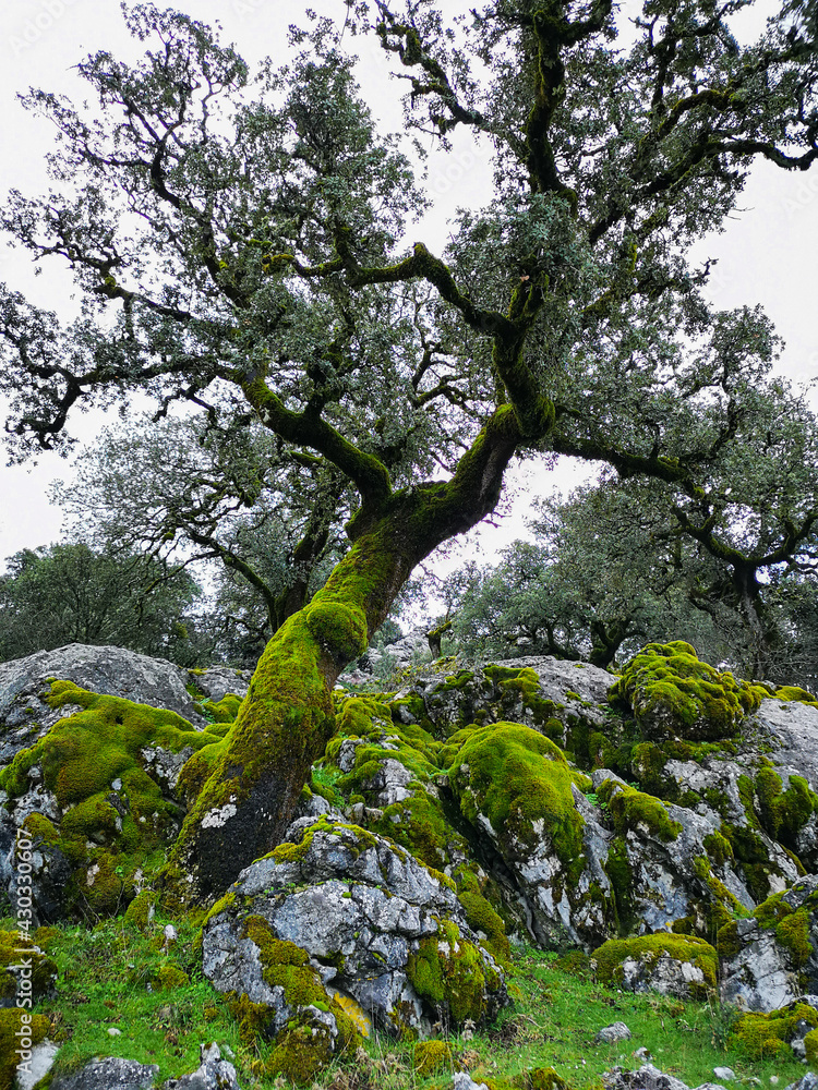 arbol verde