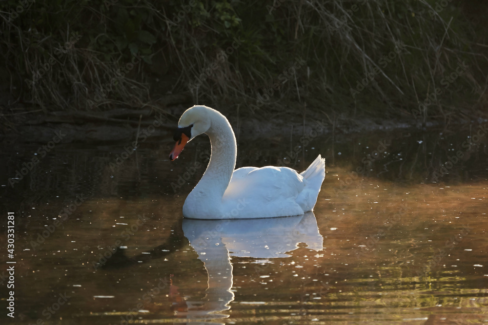 Fototapeta premium Lonely white swan floating on the river