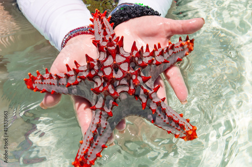 The horned red starfish on a woman's hand in Tanzania, Zanzibar