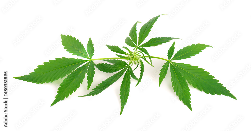Cannabis plant isolated on white background. Hemp leaf close up. Marijuana green leaf. Cannabis plant isolated on white background. Hemp leaf close up. Marijuana green leaf.