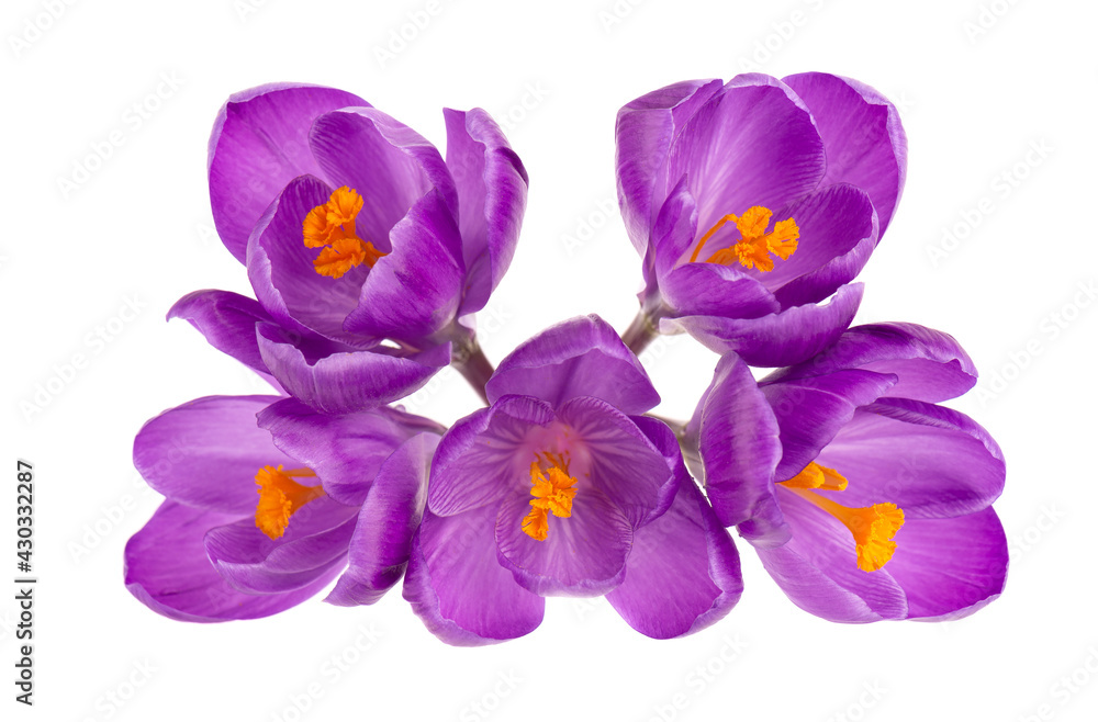 Crocus flowers isolated on white background. Close up of saffron flower. Top view.