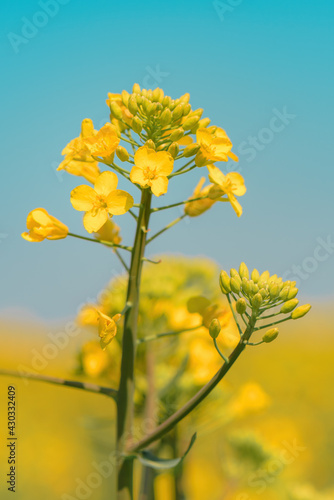 Oilseed rape yellow flower blooming in field