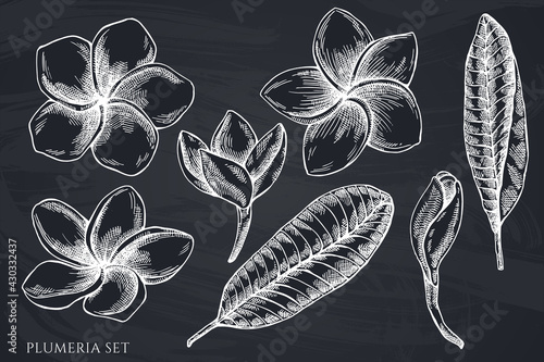Vector set of hand drawn chalk plumeria