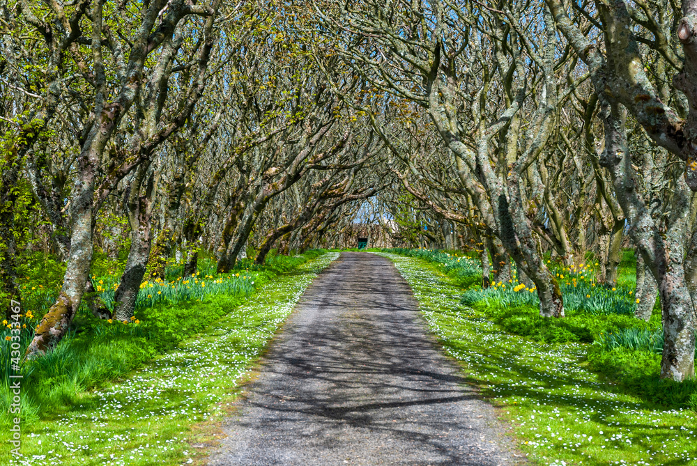 path in the park