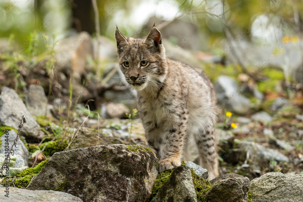 Fototapeta premium Lynx in green forest with tree trunk. Wildlife scene from nature. Playing Eurasian lynx, animal behaviour in habitat. Wild cat from Germany. Wild Bobcat between the trees