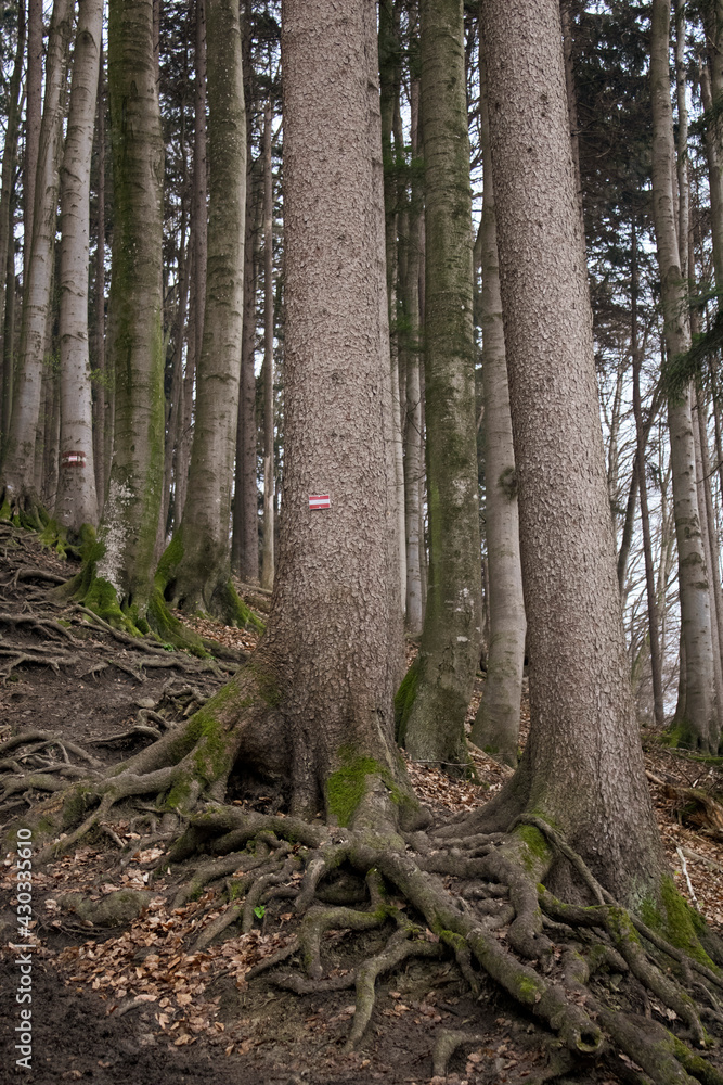 Forest,Austria