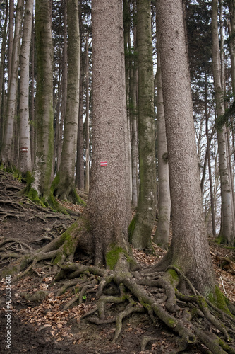 Forest,Austria © Georget