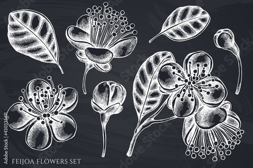Vector set of hand drawn chalk feijoa flowers