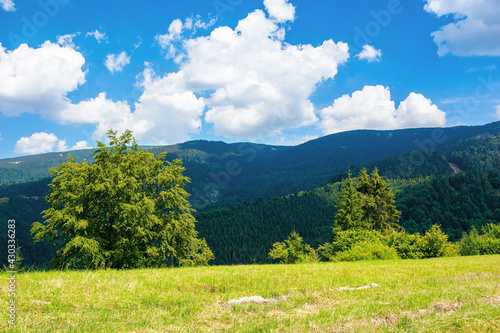 summer landscape in carpathian mountains. beautiful nature scenery with trees on the grassy meadow. fluffy clouds on the bright blue sky. wonderful travel destination of ukraine