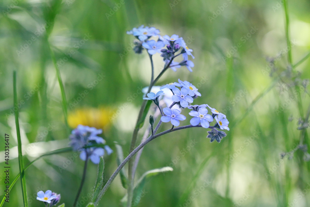 Forget-me-not forest, a low plant with small blue flowers consisting of five petals. Forget-me-not forest, a low plant with small blue flowers consisting of five petals.