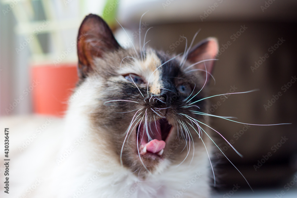 Young white-gray-black kitty yawns, big cat mustache