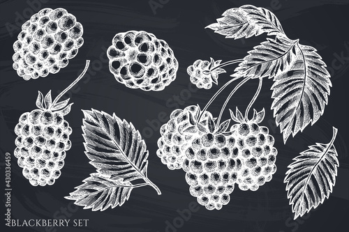 Vector set of hand drawn chalk blackberry