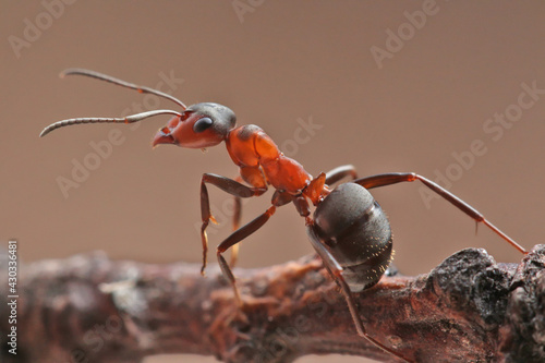 An ant sits on a small stump on dark background. In the background light, the "skin" of the ant is clearly visible. © achkin