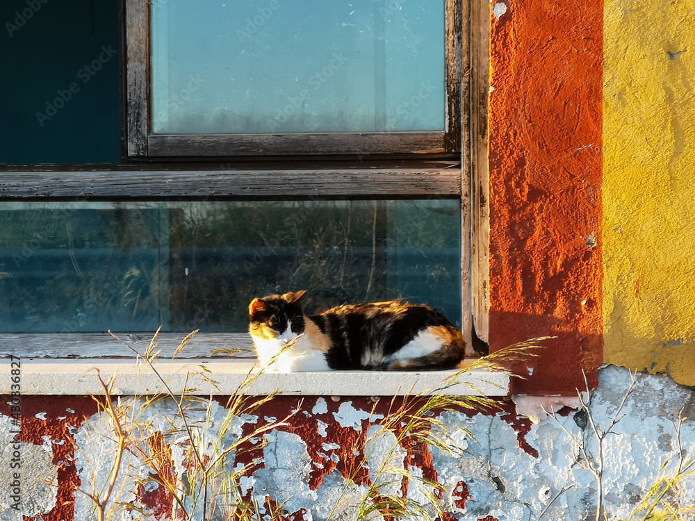 gato en la ventana de colores