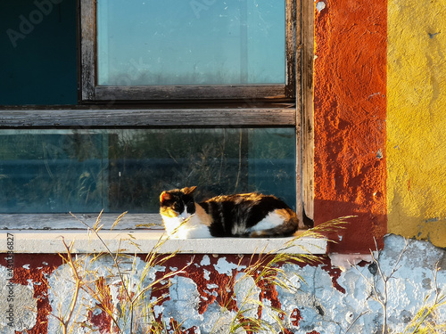 gato en la ventana de colores
